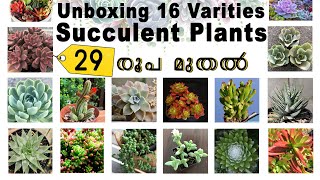 ഓൺലൈനിൽ 29 രൂപ മുതൽ succulent plants വേണോ ? | Unboxing Succulent Plants and potting mix Malayalam