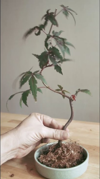Starting a maple bonsai