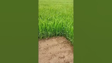 Rice Seedlings Getting Ready To Transplanting  #satisfying #shot