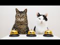 Cats and Shuffle Game