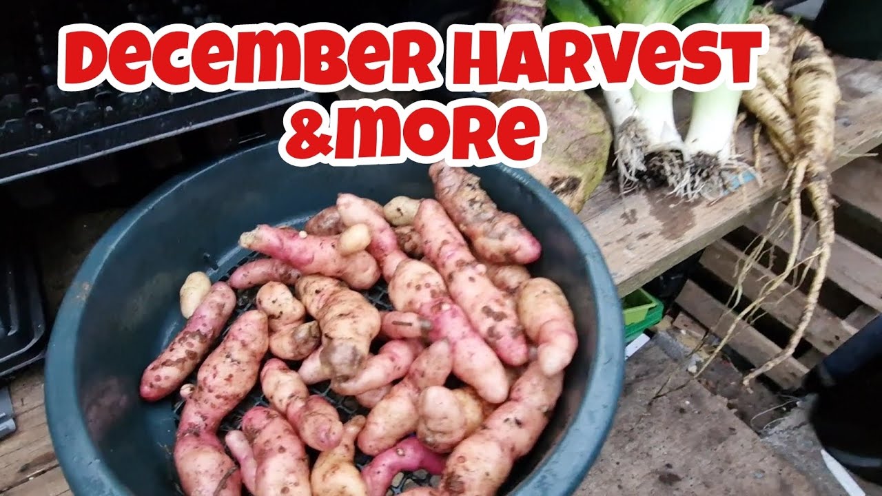 December Harvest and a look around the polytunnels