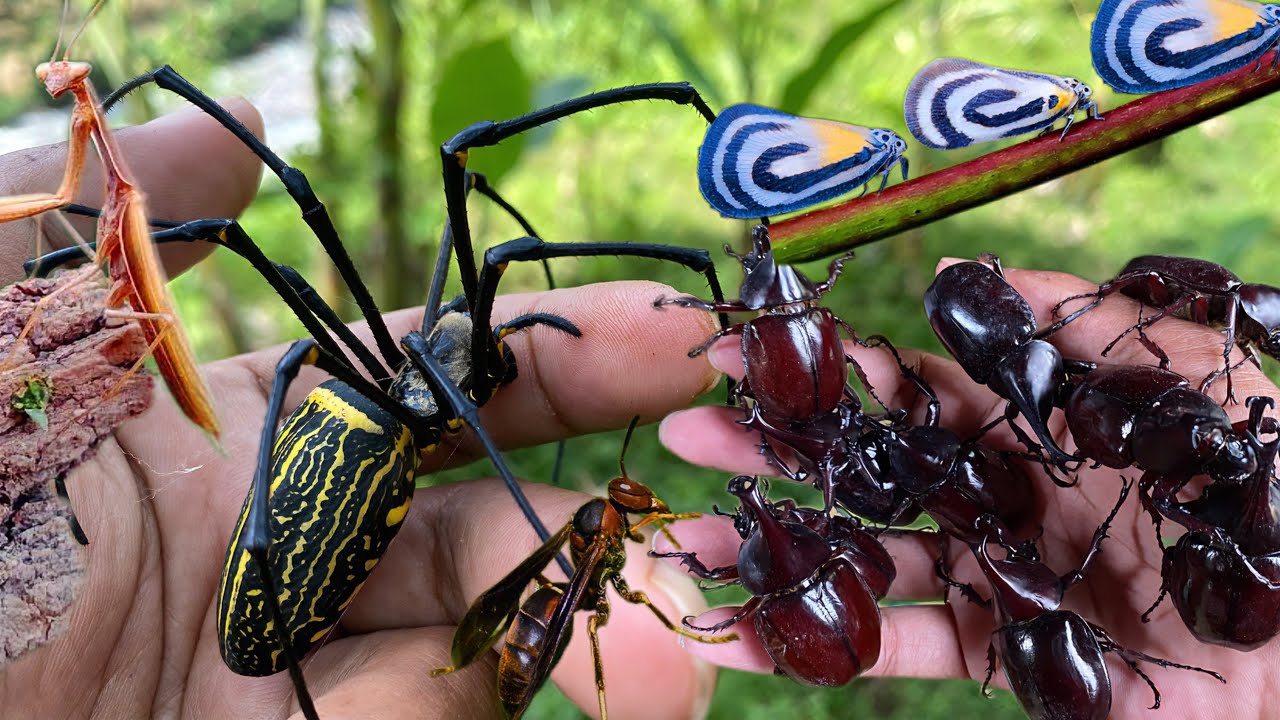 amazing: i caught 15 beetles in one tree