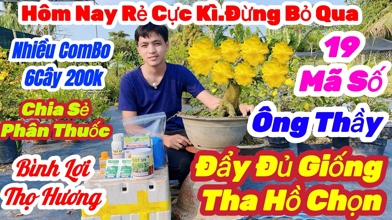 🌼4/3☎️0352 356 777👉Gặp Thái🌲Mai Giống Giá Rẻ🌲Chỉ 30k Nhiều Giống.Ông Thầy.Tam Sắc.Như Ý🌲19 Mã Số Rẻ 