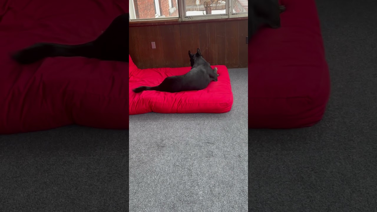 Working line Czech German shepherd loving his new bed