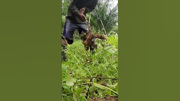 Harvesting cassava part 17 #shorts #farming #cassava #nature  #cassavaroots #cassavafarming