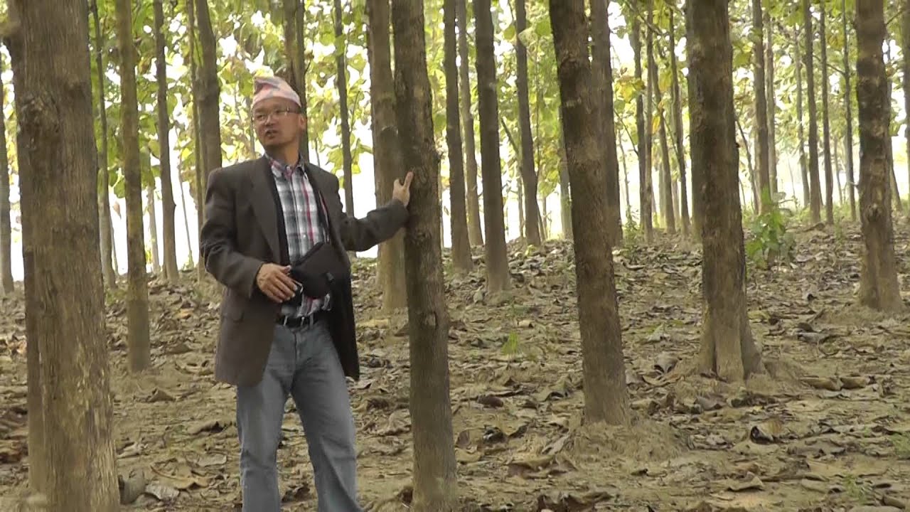 Teak Plantation In Nepal YouTube Teak Plantation In Nepal YouTube