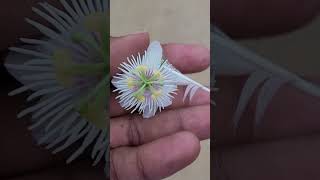 Krishna kamal or Pandava flower.100 petals below represents Kauravas ..5 pandavas..3 Lord Krishna...