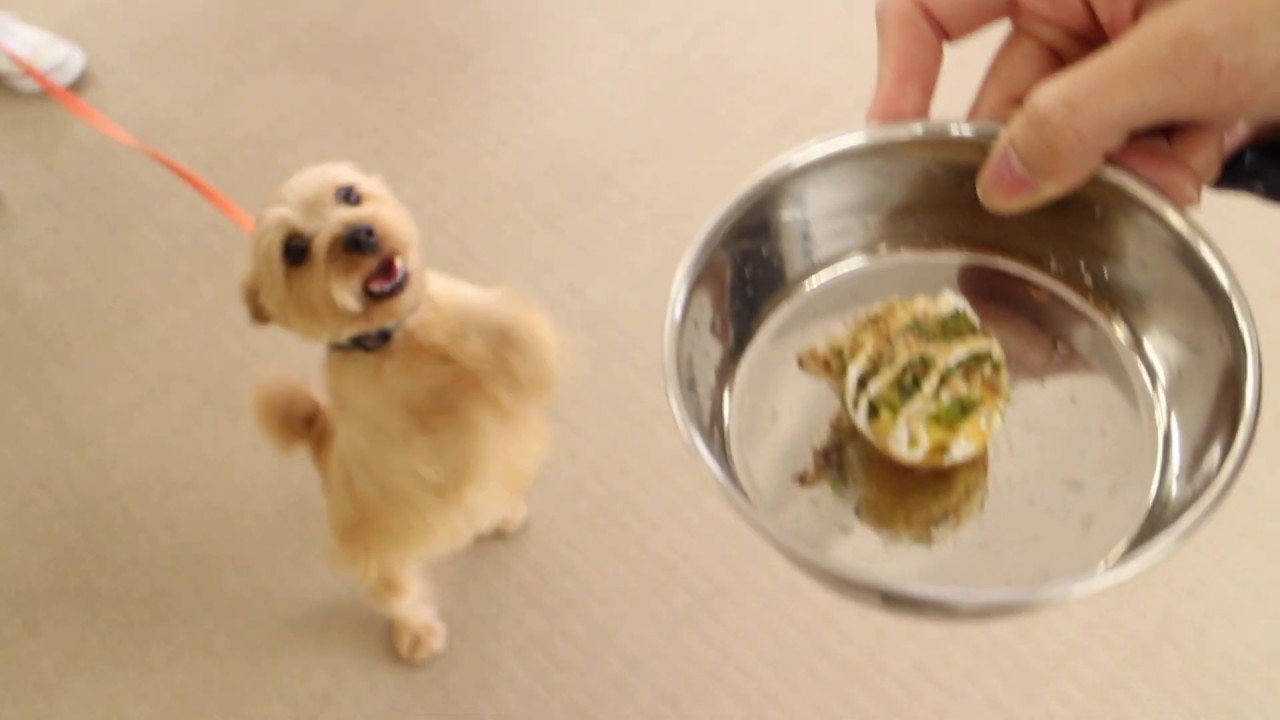 犬用たこ焼き ノアちゃんなかなか食べれない 動物専門学校 トリマー 動物看護師 アクアリウム 動物のお仕事 Youtube