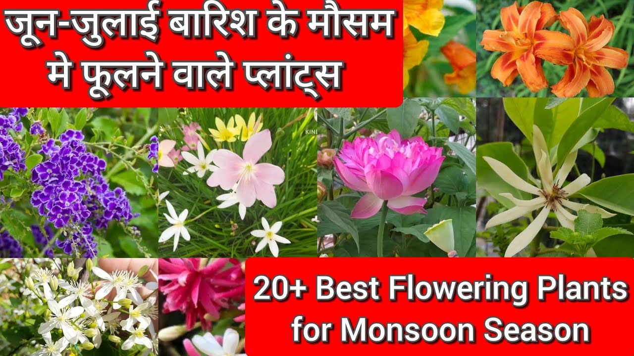 20+ Best flowering plants for monsoon season, Permanent flowering