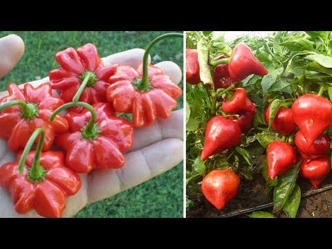 ПЕРЦЫ: самые вкусные