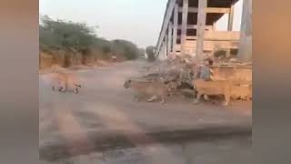 VIDEO-Seven lions were caught on camera simultaneously roaming in search of water in ​​Amreli