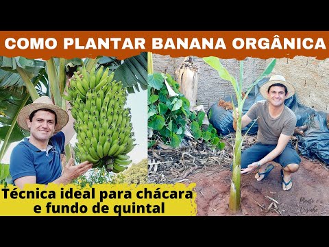 Vídeo: Pode uma bananeira produzir frutas: como fazer com que as bananeiras produzam frutas