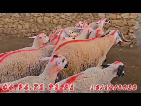 ديما جديد عاند رشيد 11 حولية 2 ديال فحول لبيع منطقة كيسر إقليم سطات هاتف 06 96 72 93 31