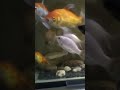 ikan hias #shorts #short #shortvideo #ikan #ikanhias #aquarium