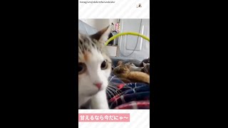 みんなが眠ってる隙にこっそり甘えてくるニャンコ。