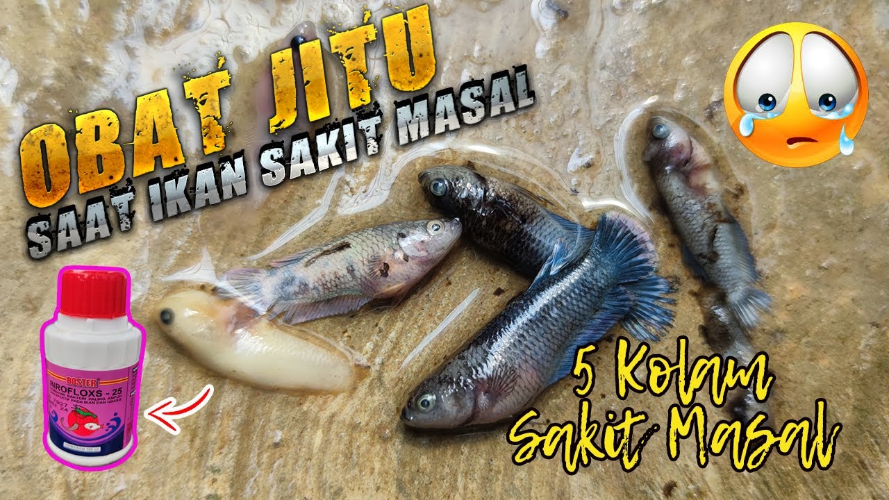 OBAT JITU MENANGANI SAKIT MASAL AUTO SEHAT 80℅.....