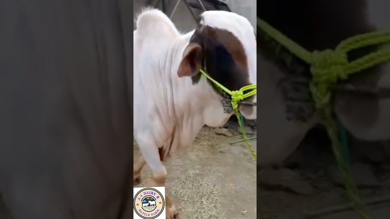 Gulabi panda|Pure cholistani|Not for sale