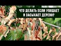 Что делать если увядает и засыхает дерево?