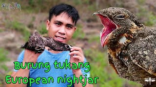 burung tukang/burung tukang kubur,(European nightjar).