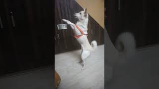 Dancing Dog With Mom