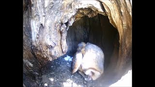 07 May am ~ No prey gifts last night, MrsOwl is a bit desperate ~ ©AudubonStarrRanch  Barn Owls