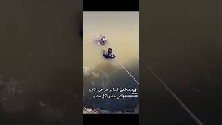 لحظه انتشال غريق من نهر النيل.  الغواص مصطفى كساب.        وحش النيل