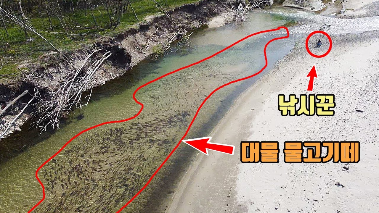 하천공사를 피해 수만마리의 물고기떼가 한곳에 모여들면 생기는 일