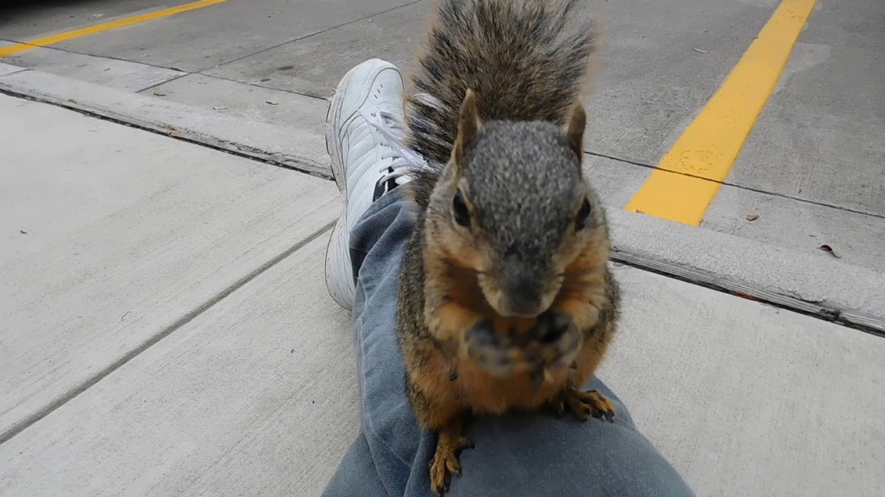 Mamasita The Squirrel burying nuts 4 YouTube