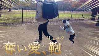 お出かけリュックが好きすぎてどうしようもない我が家の愛犬【ボストンテリア】