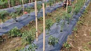 The process of removing grass in a simple way -Agriculture farming 