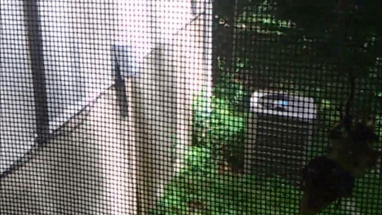 A huge sewing needle bug YouTube