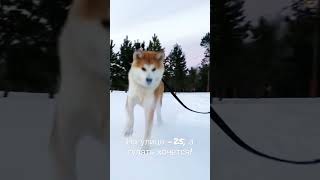 Акита ину на улице часть 3 🦁 #акита, #акитаину, #akitainu, Akita InuАкита