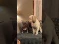 Slumber Pawties | Shorts | Dog Videos