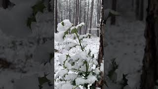 Amanecer nevado.  # nieve#bosque #bosqueencantado #invierno#bosland#Travel #forest #limburg