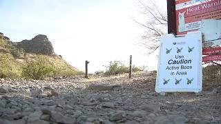 Hikers stung by swarm of bees on Camelback Mountain