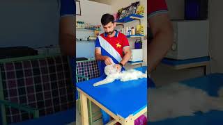 Fungal Infection Treatment in Cat#Dr. Umair Pets Clinic