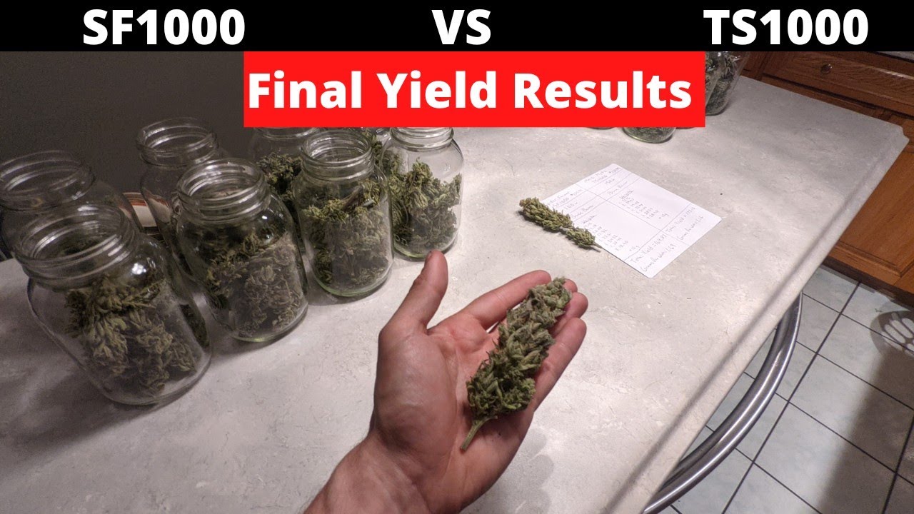 Total Yield | SF1000 VS TS1000 | Bruce Banner | CropSalt Nutrients