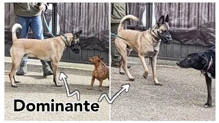 Malinois muy dominante llega a la manada 🐾😯 by Equilibradogs - Psicología Canina 2,136 views 1 month ago 6 minutes, 3 seconds