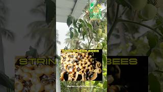 Stringless bees nectarine Tomato plant for high pollination for high yield  #stringlessbees #bees