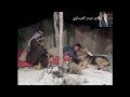سعد البياتي هلك شلوا على مكحول يا شير سعد البياتي هلك شلوا على مكحول يا شير