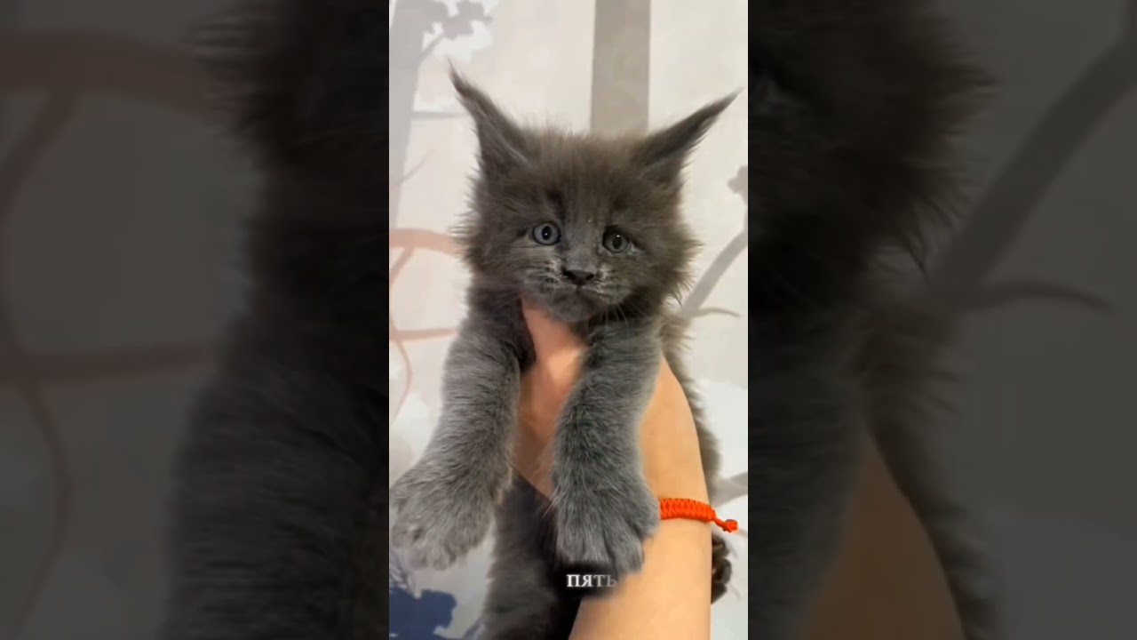 один день - тринадцать недель 