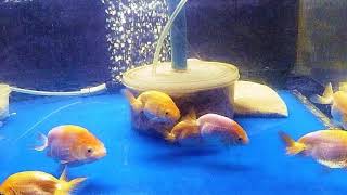 らんちゅうの青仔の成長記録