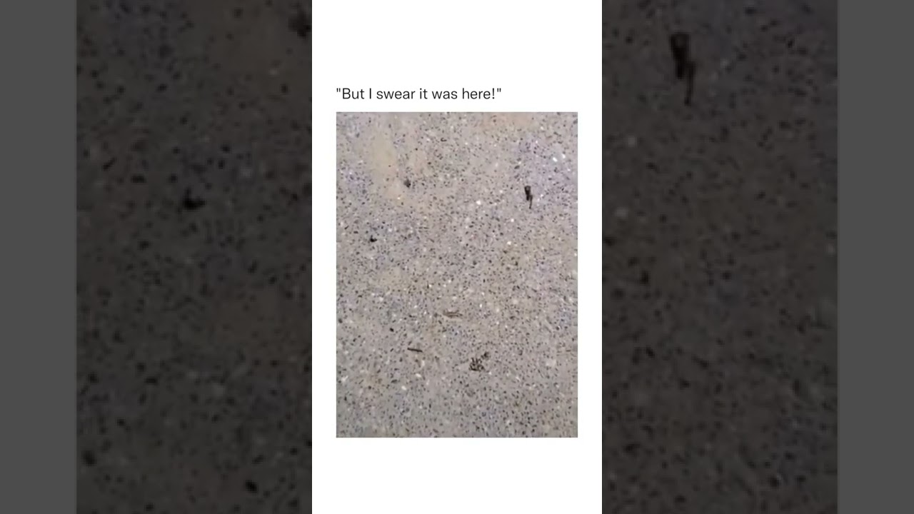 my new hobby "GASLIGHTING ANTS" 🐜