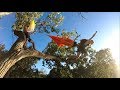 Tree BASE jump