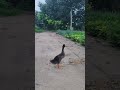 Little ducklings & the symphony of the countryside. 🦆🎵