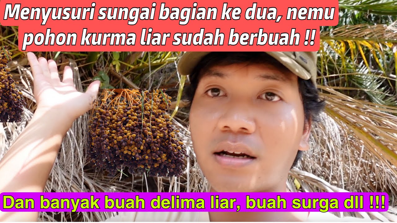 MENYUSURI SUNGAI KERING BAGIAN DUA! NEMU POHON KURMA LIAR LEBAT BANGET BUAHNYA!! SIAP PANEN !!!!