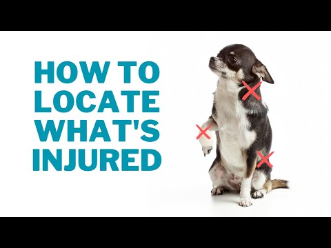 Video: Top 5 gebieden die hondenpijnen kunnen veroorzaken