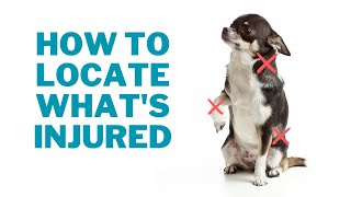 Dog Pain? - How to Know What Area is Injured