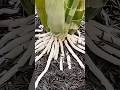RAÍZES FORTES NAS ORQUÍDEAS #shorts #orquideas #orquídeas #orquidea #orquídea #orchid