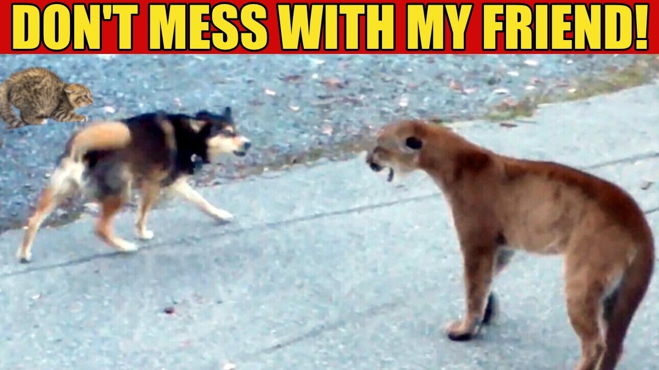Top 10 Amazing Hero Animals Saving Other Animals